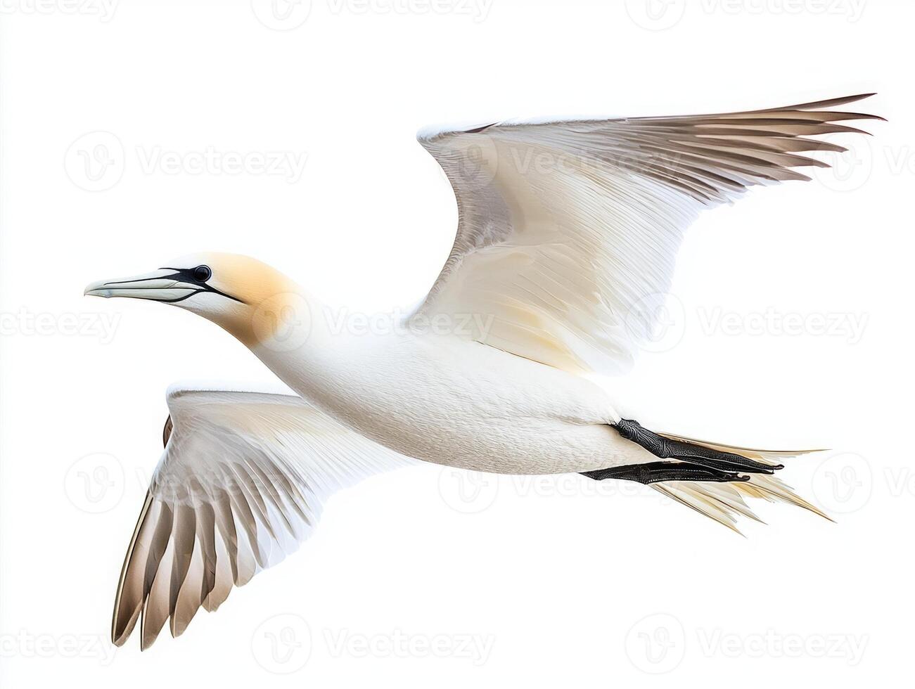 northern gannet glides effortlessly through the air, wings fully extended, displaying the beauty of its white body and contrasting black wingtips in a bright setting. photo