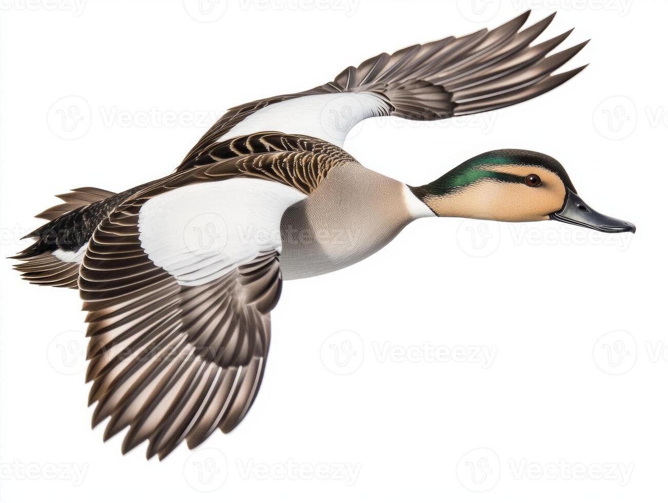 stunning northern pintail soars gracefully, its long neck and streamlined wings extended wide, embodying the beauty of avian flight against a clean white background. photo