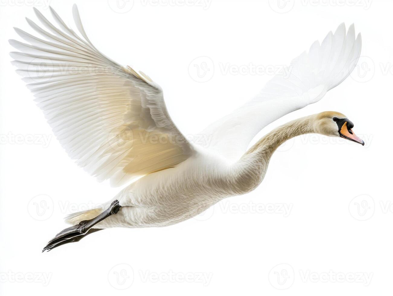 elegant swan takes flight with its magnificent wings spread wide, gliding effortlessly through the sky, showcasing nature's beauty in motion. photo