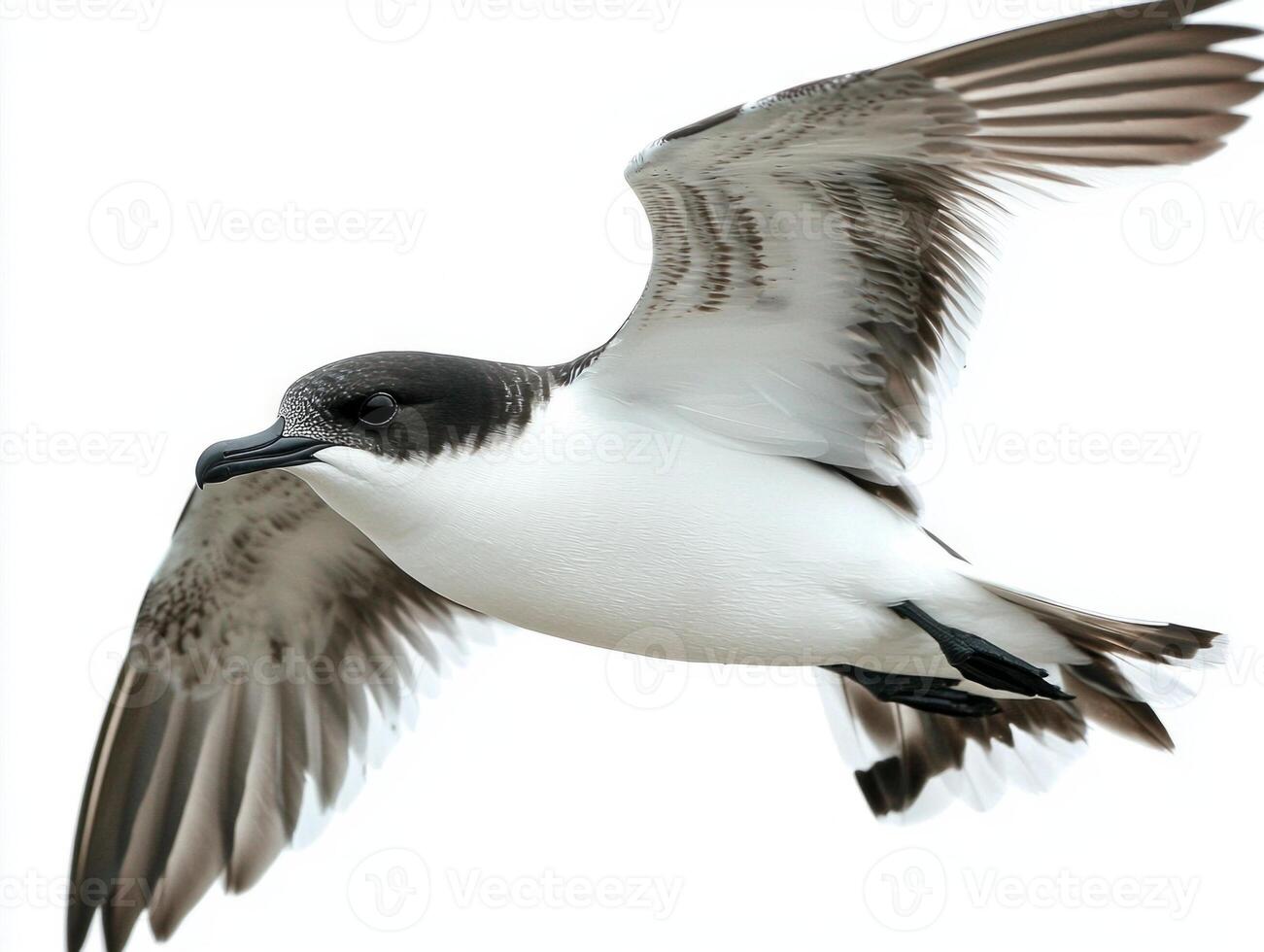 black-capped petrel soars through the air with its wings beautifully spread, displaying a captivating mix of dark and white plumage, embodying the spirit of freedom in flight. photo