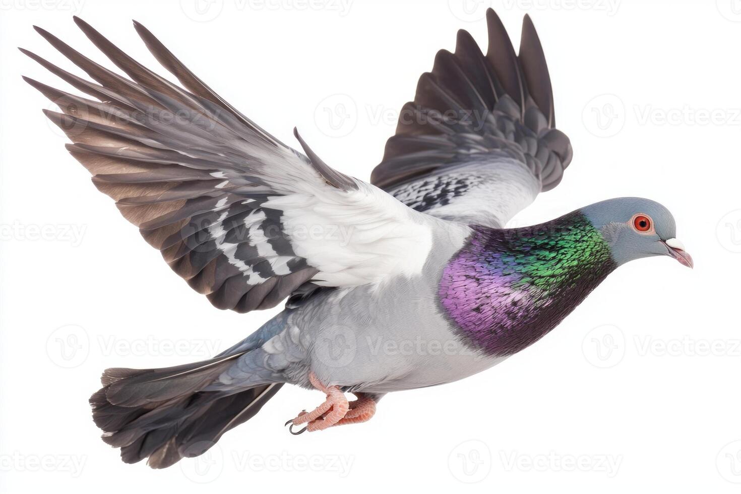 graceful pigeon soars through the air, its wings fully extended, displaying intricate feather patterns. The white background emphasizes its vibrant plumage, creating a striking visual contrast. photo