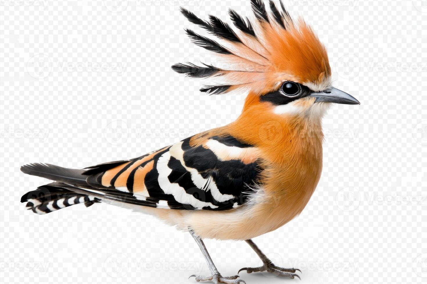 beautiful hoopoe stands proudly, its colorful crest fully displayed. The bird showcases striking patterns and hues, highlighting its unique features in a serene composition. photo