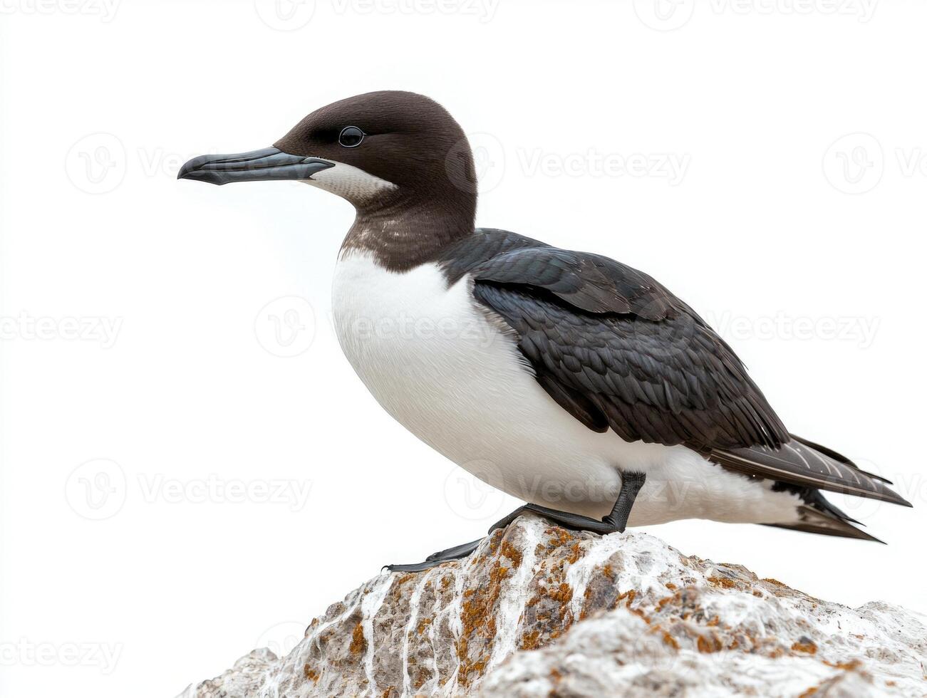 common murre stands proudly on a rocky ledge, its sleek black and white feathers contrasted against a stark white background, highlighting its elegance and beauty. photo