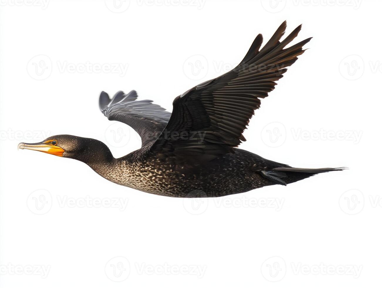 cormorant glides through the air with its wings fully extended, displaying its stunning black feathers and vibrant yellowish beak, exuding an air of elegance and freedom. photo