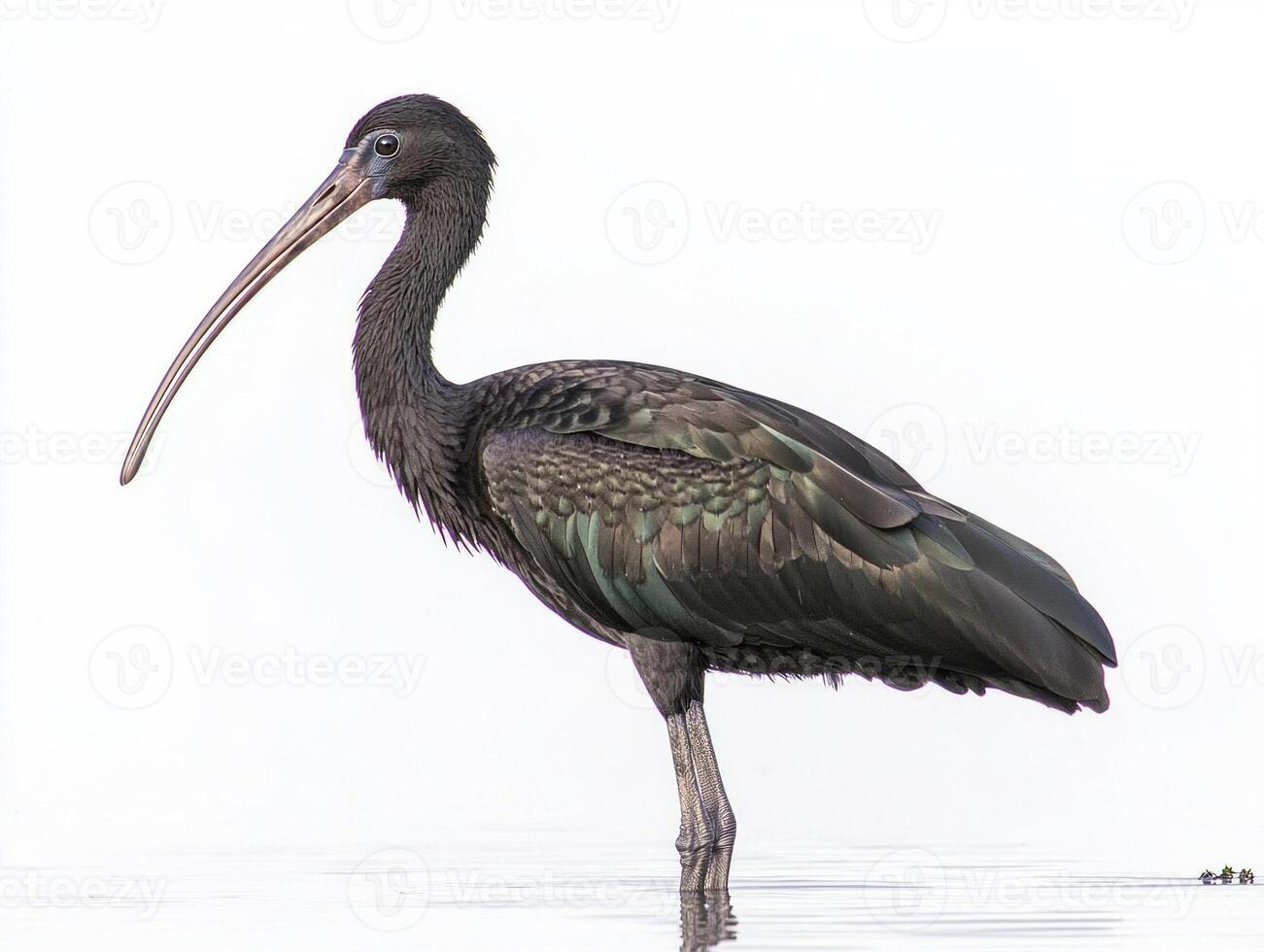 glossy ibis, with its long beak and shimmering feathers, stands solitary in shallow waters, perfectly reflecting its striking colors on a serene white background. photo