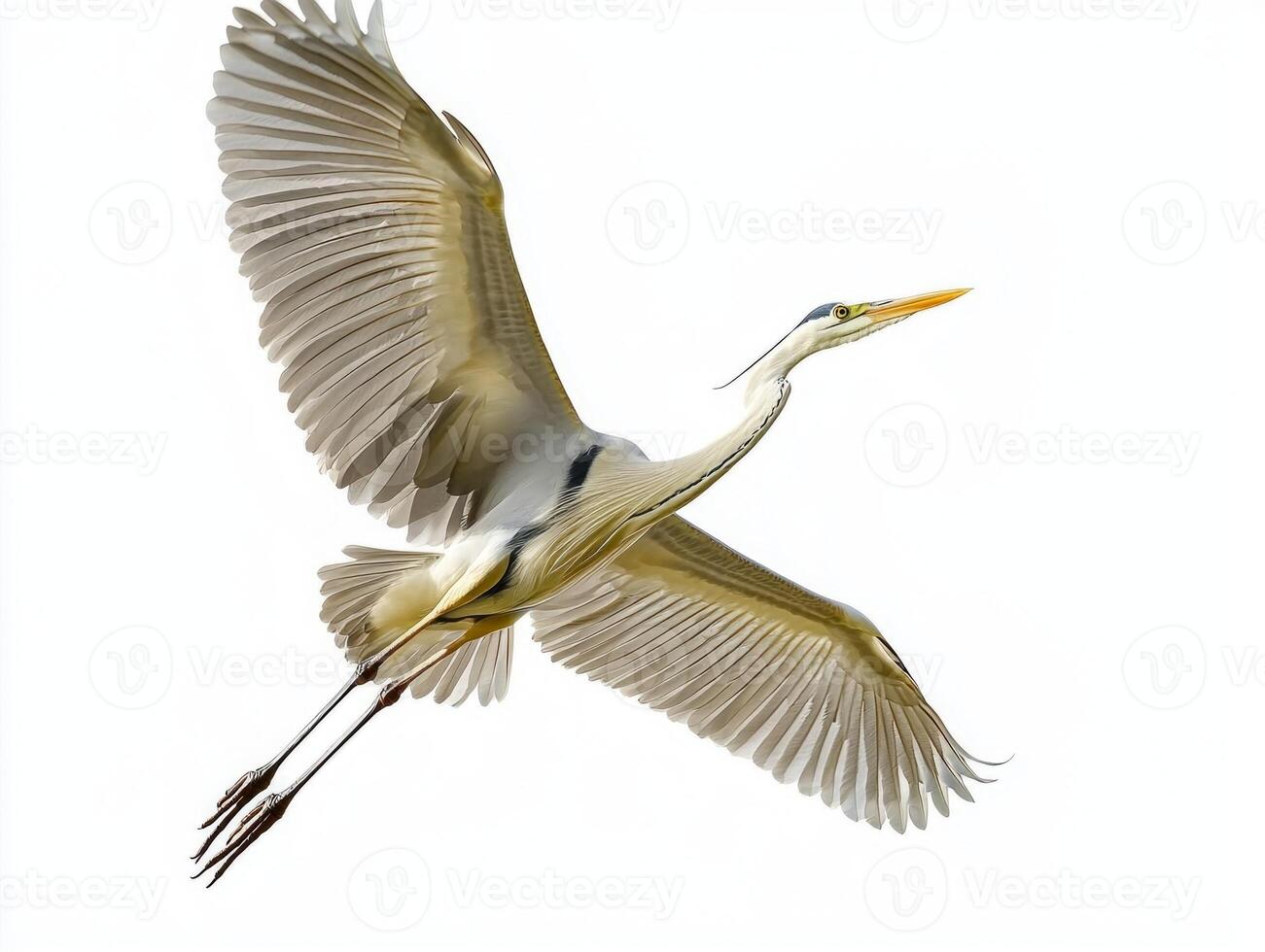 Majestic heron glides effortlessly through the sky, wings outstretched, showcasing its incredible wingspan in a serene and minimalistic setting. photo