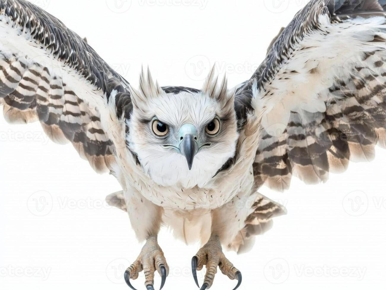 magnificent harpy eagle takes flight, wings fully extended, showcasing its impressive wingspan. The pure white background highlights its striking features. photo