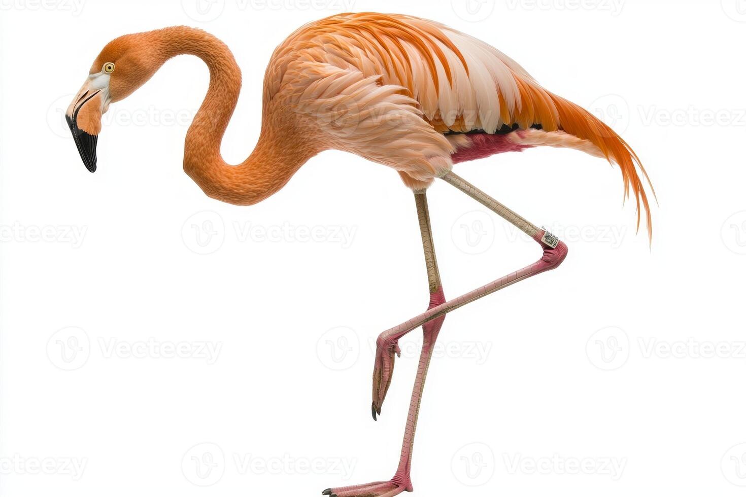 vibrant flamingo stands poised on one leg, its long neck elegantly arched. The striking orange plumage contrasts beautifully with the clean white backdrop. photo