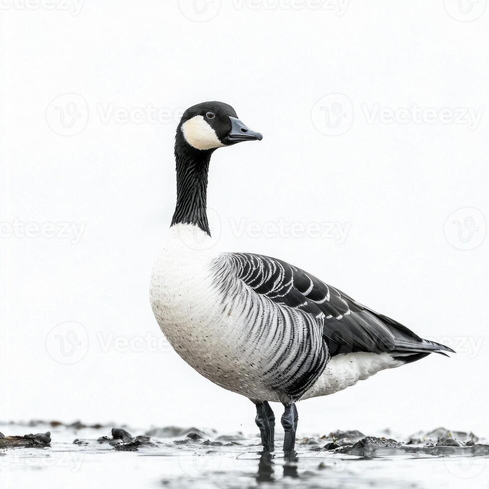barnacle goose stands tall on the shore, its distinct black-and-white feathers contrasting beautifully against a plain white background, capturing a moment of serene elegance. photo