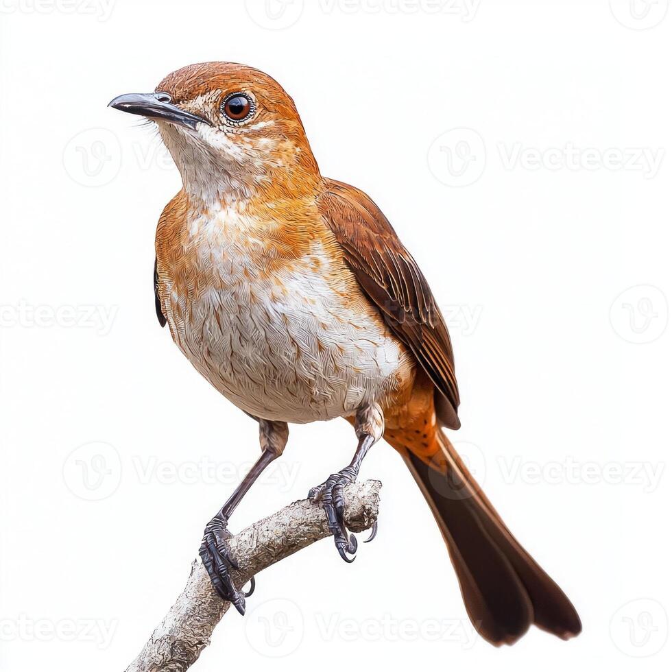 magnificent brown thrasher stands on a branch, displaying its rich brown tones and long tail. The bird's vibrant plumage creates a striking contrast with the clean white background. photo