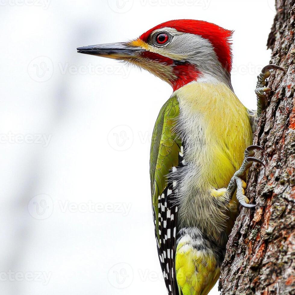 enchanting European green woodpecker clings to a rugged tree trunk, showcasing its vivid green and red feathers in a moment of stillness amidst nature's beauty. photo
