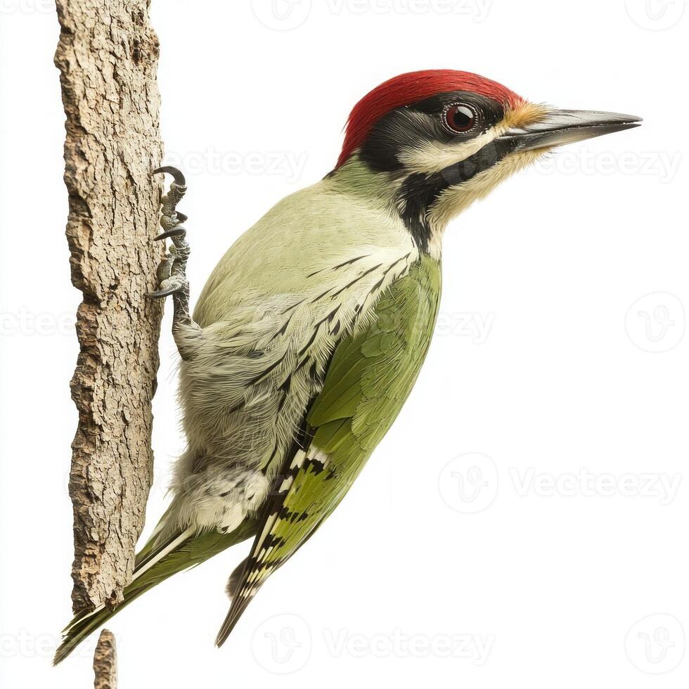 stunning green woodpecker perches intently on a rugged tree trunk, highlighting its colorful, spotted feathers and sharp beak, ready for its next move. photo