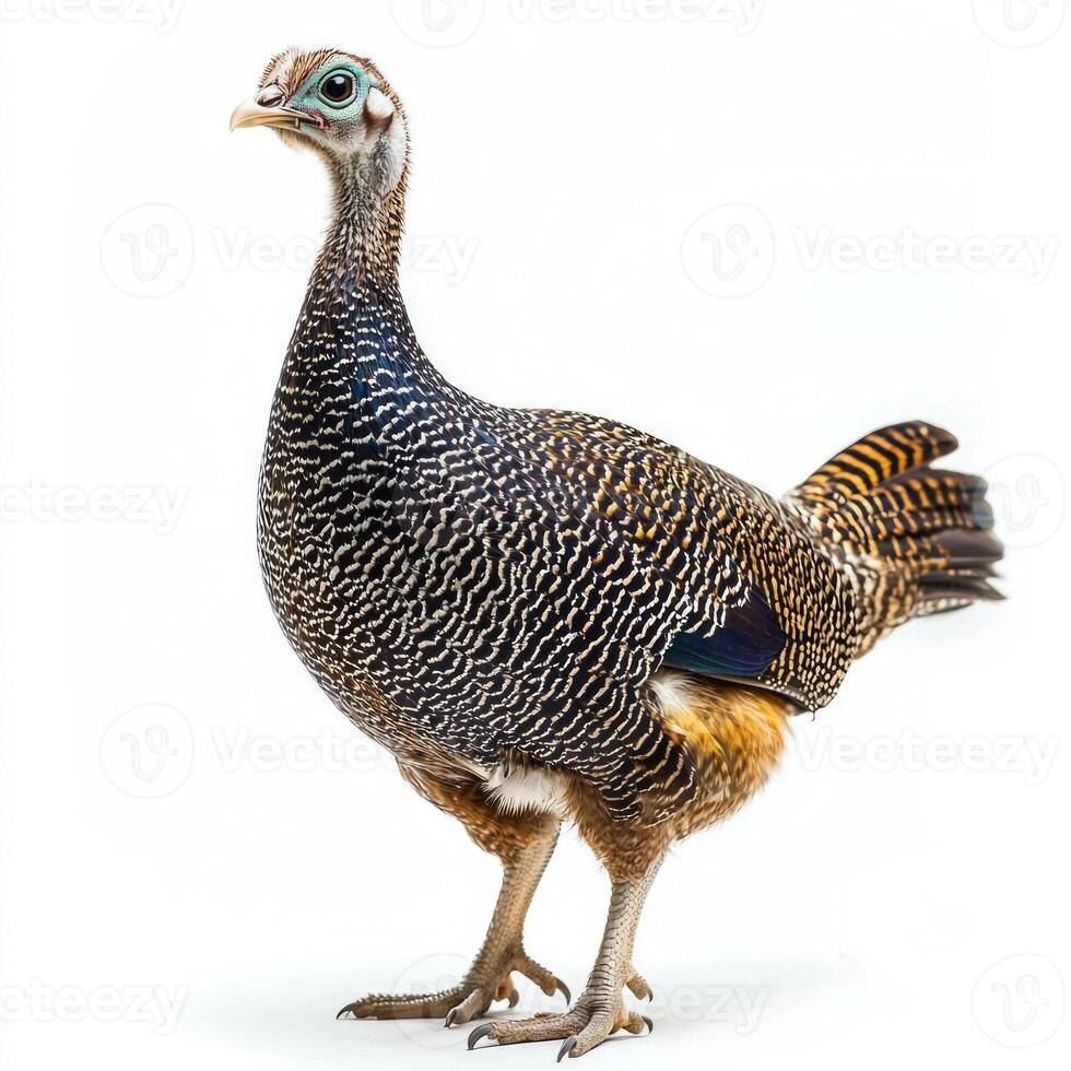 close-up view highlights a guineafowl with its beautifully patterned feathers and petite head, emphasizing the bird's unique features and vibrant appearance against a stark white backdrop. photo