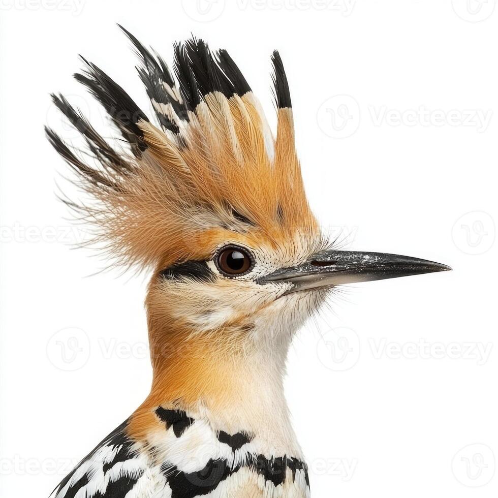 captivating bird stands tall with its distinctively raised crest and sharp beak, embodying the elegance and uniqueness of hoopoes in their natural splendor. photo