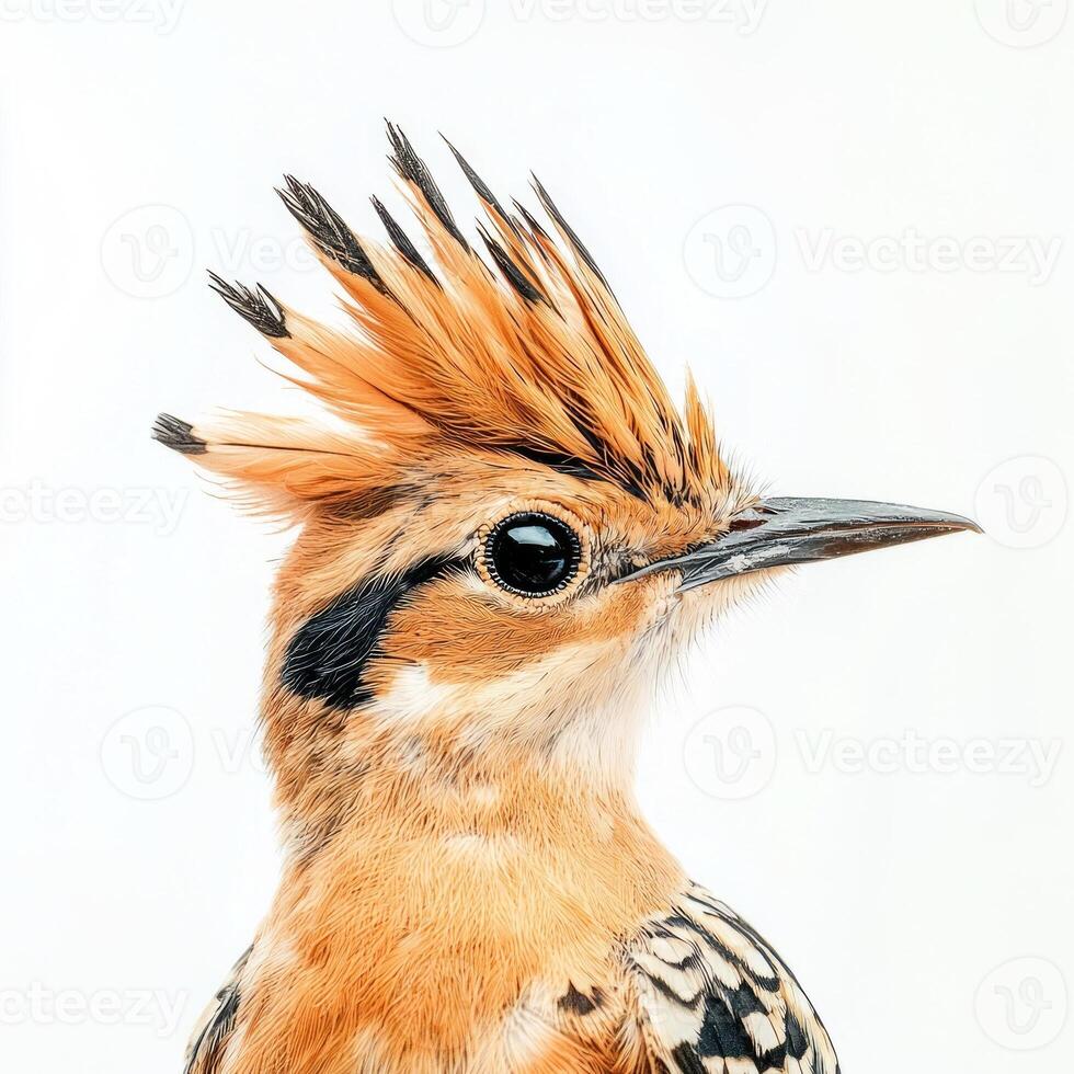 beautiful hoopoe proudly displays its distinctive sharp beak and colorful raised crest, highlighting its elegance in a serene, isolated environment. photo