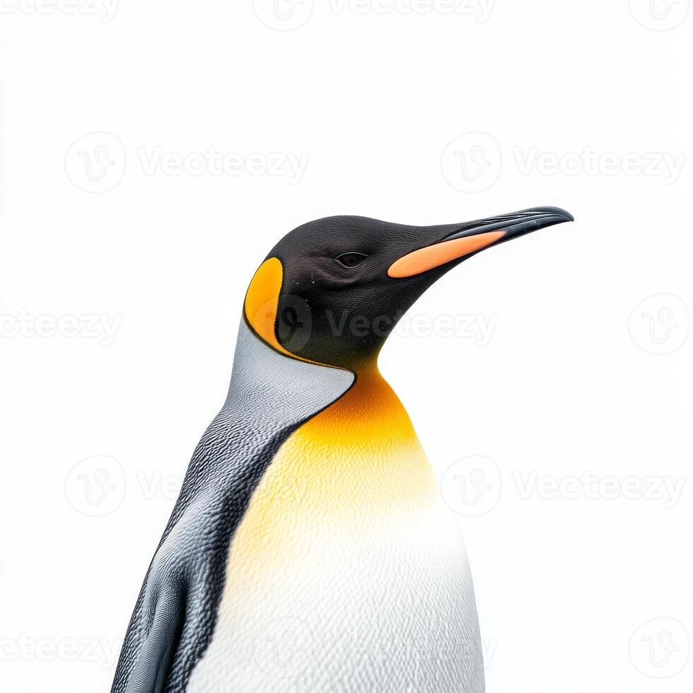 striking king penguin stands tall, its bright yellow neck feathers vividly contrasting with the pure white backdrop, embodying grace and elegance in nature's beauty. photo