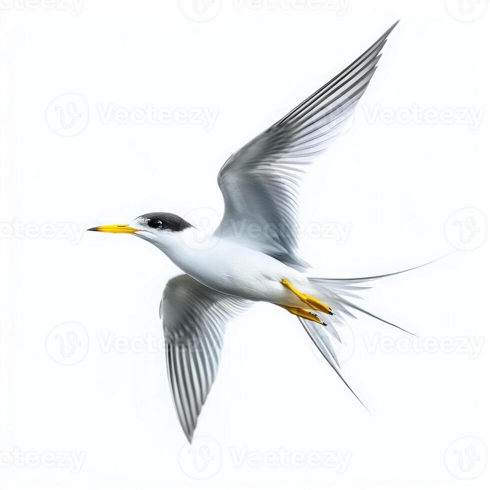 little tern is captured mid-flight, illustrating its pointed wings and forked tail in a striking display. The pristine white background highlights its beauty and agility. photo