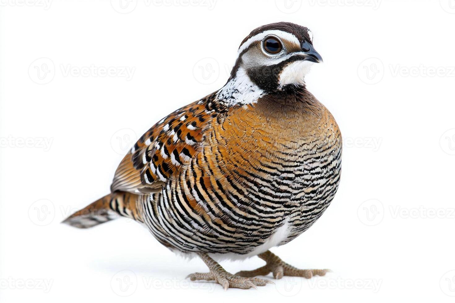 northern bobwhite quail stands proudly on the ground, its striking spotted plumage highlighted against a clean white backdrop, emphasizing its natural beauty and unique patterns. photo
