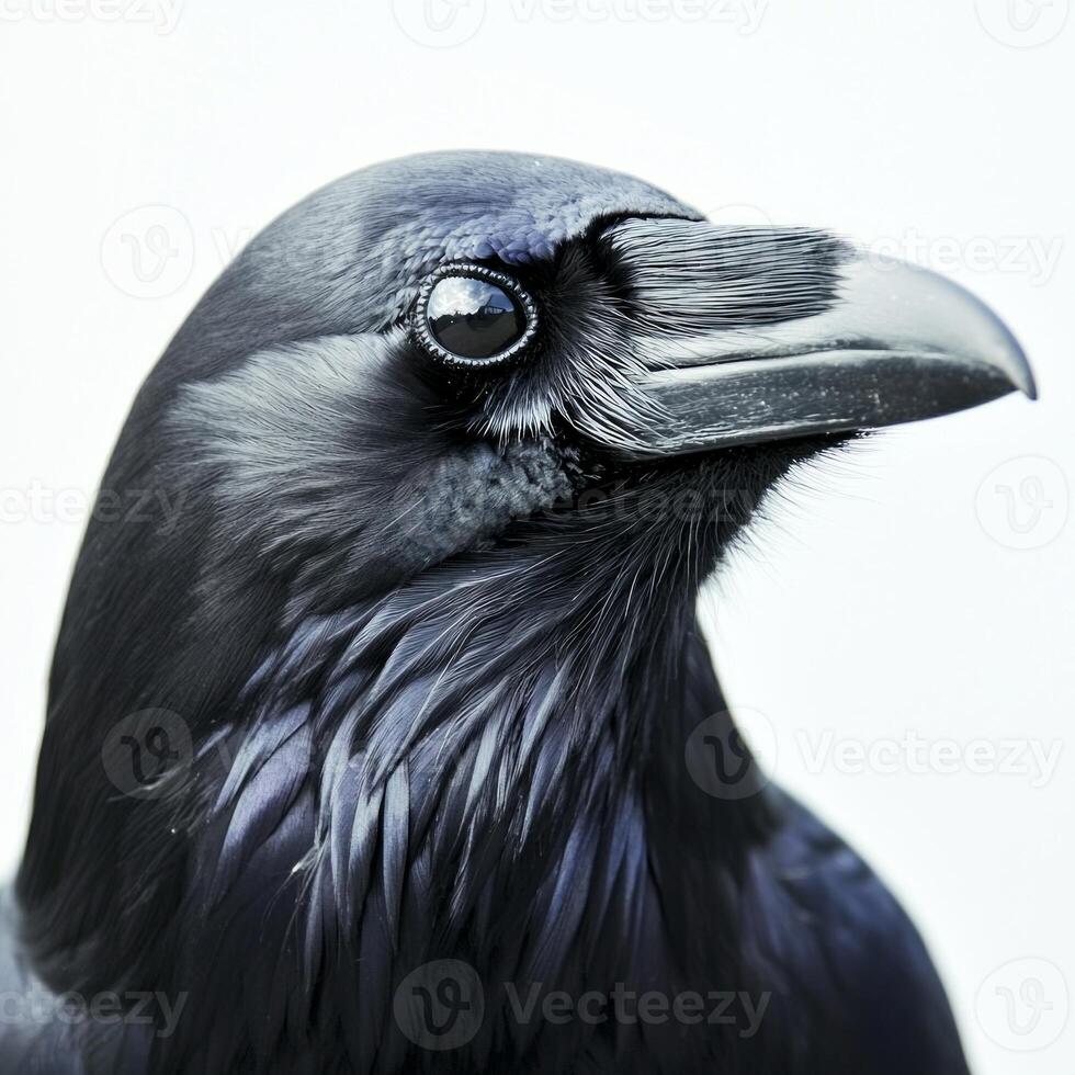 raven stands confidently, its sharp beak glinting and shiny black feathers gleaming vividly, offering a captivating view against a stark white background. photo