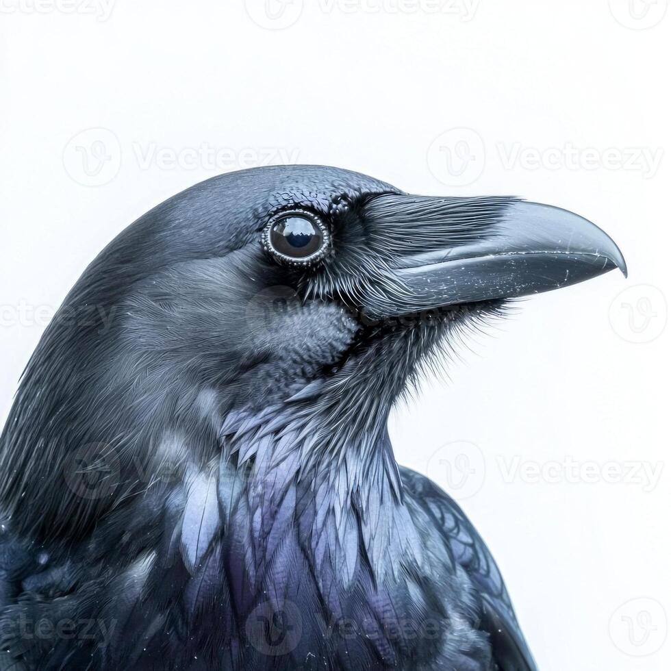raven showcases its captivating features, highlighting its sharp beak and glossy black feathers, creating an impressive visual appeal against a clean white background. photo