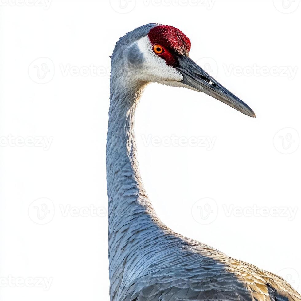 majestic sandhill crane stands tall with its long neck and vibrant red forehead clearly visible, embodying grace in a tranquil setting devoid of distractions. photo