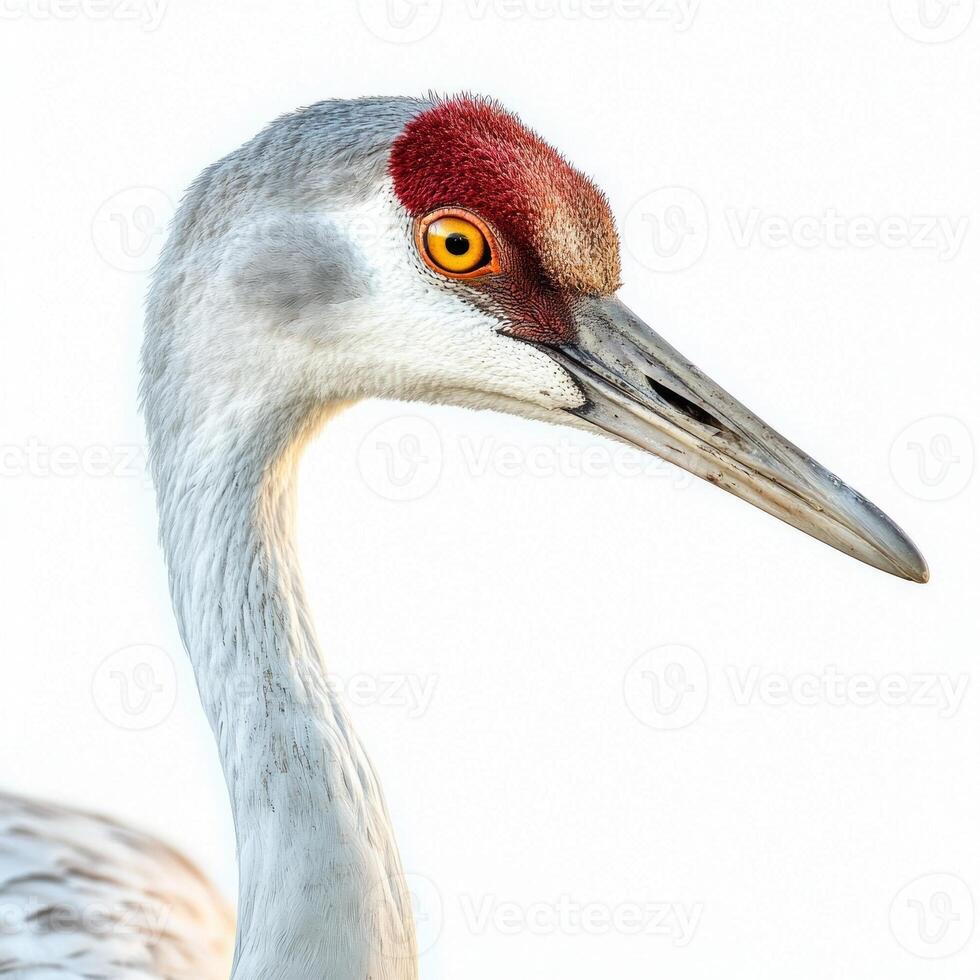 majestic sandhill crane stands proudly, its long neck stretching elegantly as it reveals the vibrant red atop its head, all against a pristine white background. photo