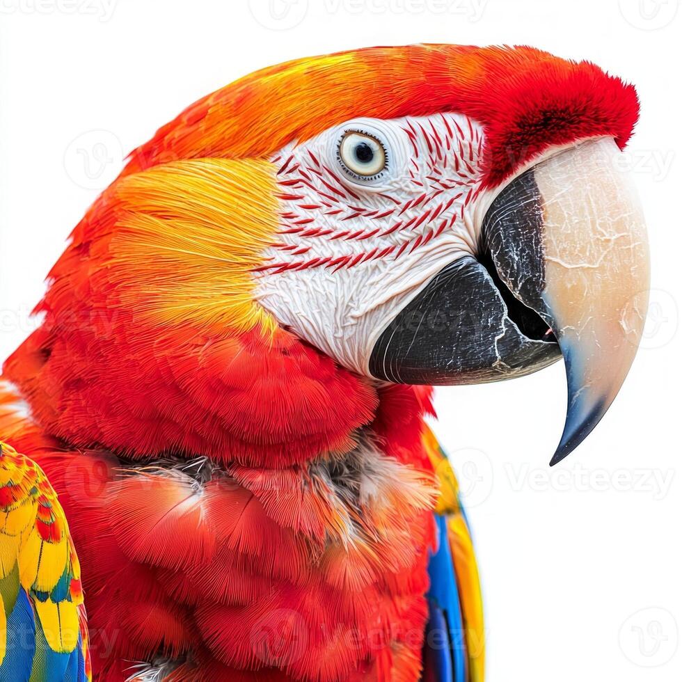 stunning scarlet macaw presents its vivid red, blue, and yellow plumage, showcasing the beauty of avian wildlife in an isolated setting. photo