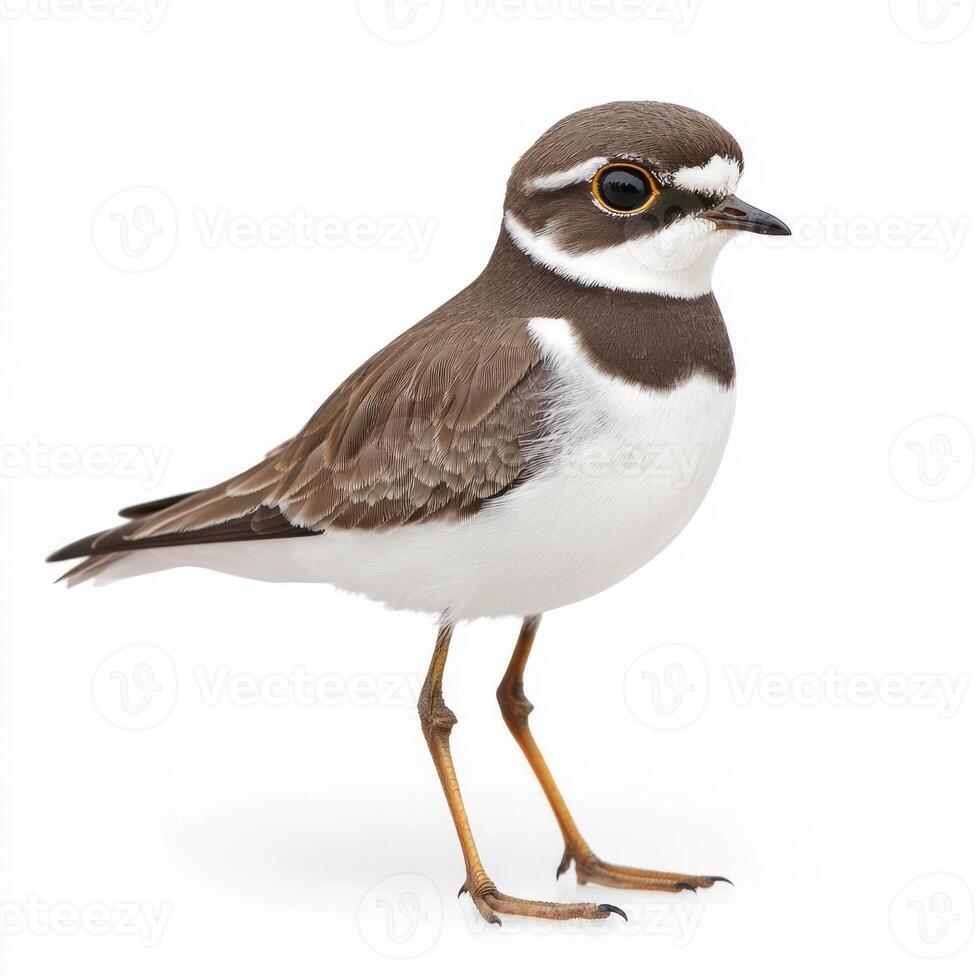 semipalmated plover stands near the shore, its brown-and-white body highlighted against the water. This small bird captures the essence of coastal life with its delicate features. photo