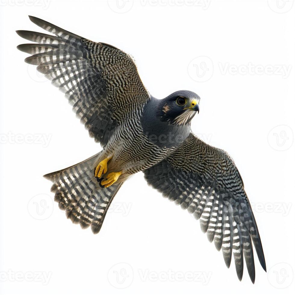 stunning sparrowhawk glides effortlessly, wings tucked close to its body, embodying the beauty of avian flight in a minimalistic white environment. photo