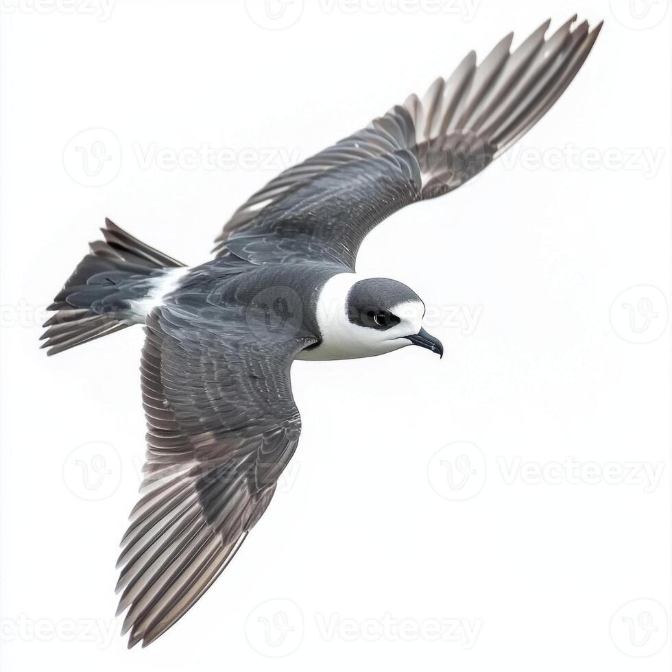stunning close-up captures a white-faced storm petrel in flight, showcasing its distinctive gray body and striking white face, embodying both elegance and freedom. photo