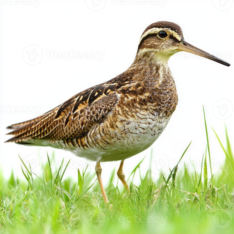 striking bird, a Wilson's snipe, stands elegantly amidst vibrant green grass, revealing its intricate brown plumage and long, slender beak, capturing the essence of its natural beauty. photo