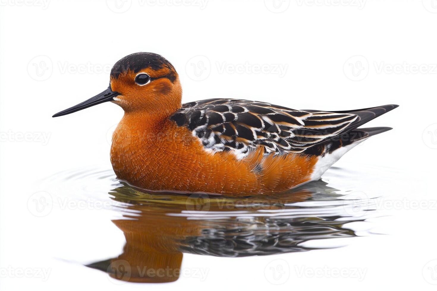 elegant bird glides effortlessly across still waters, its rounded body and striking red and white feathers reflected in the glassy surface, embodying tranquility. photo
