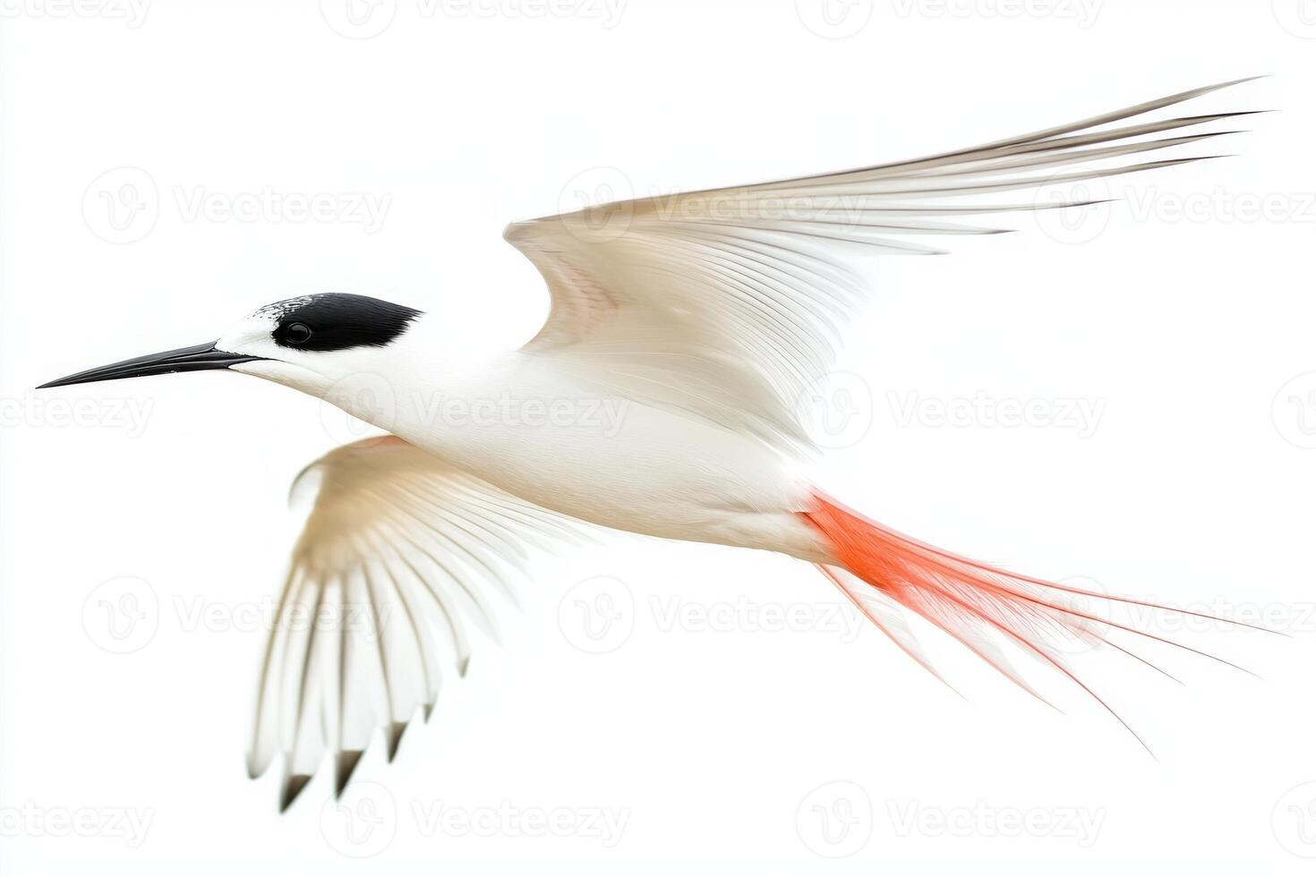 roseate tern glides effortlessly, showcasing its striking long wings and vibrant tail feathers photo