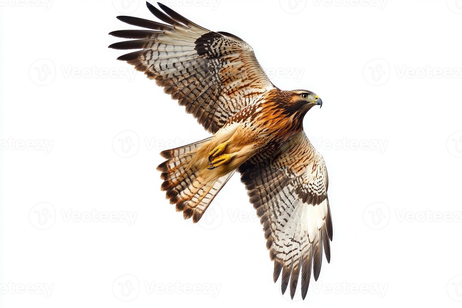 rough-legged hawk navigates the skies with its wings fully extended, embodying elegance and power in flight against a stark white background, highlighting its stunning plumage. photo