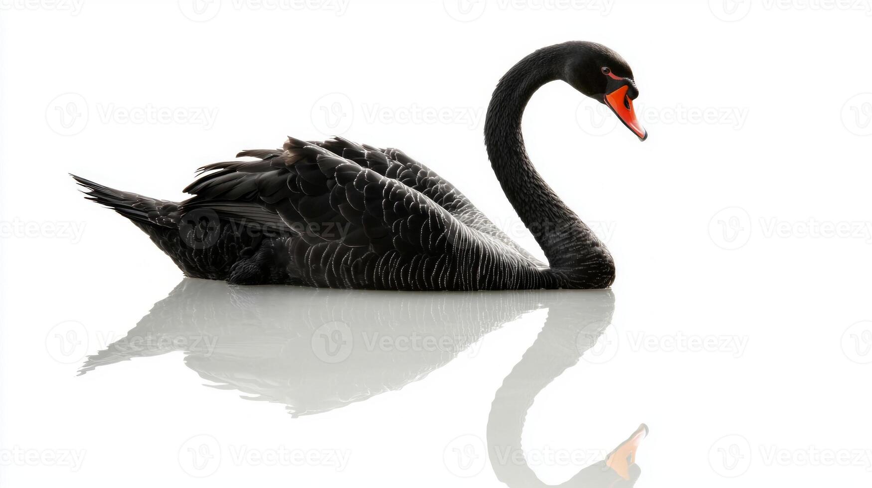 stunning black swan with a long, elegantly curved neck swims peacefully, its reflection mirrored in the still water, creating a sense of tranquility and grace. photo
