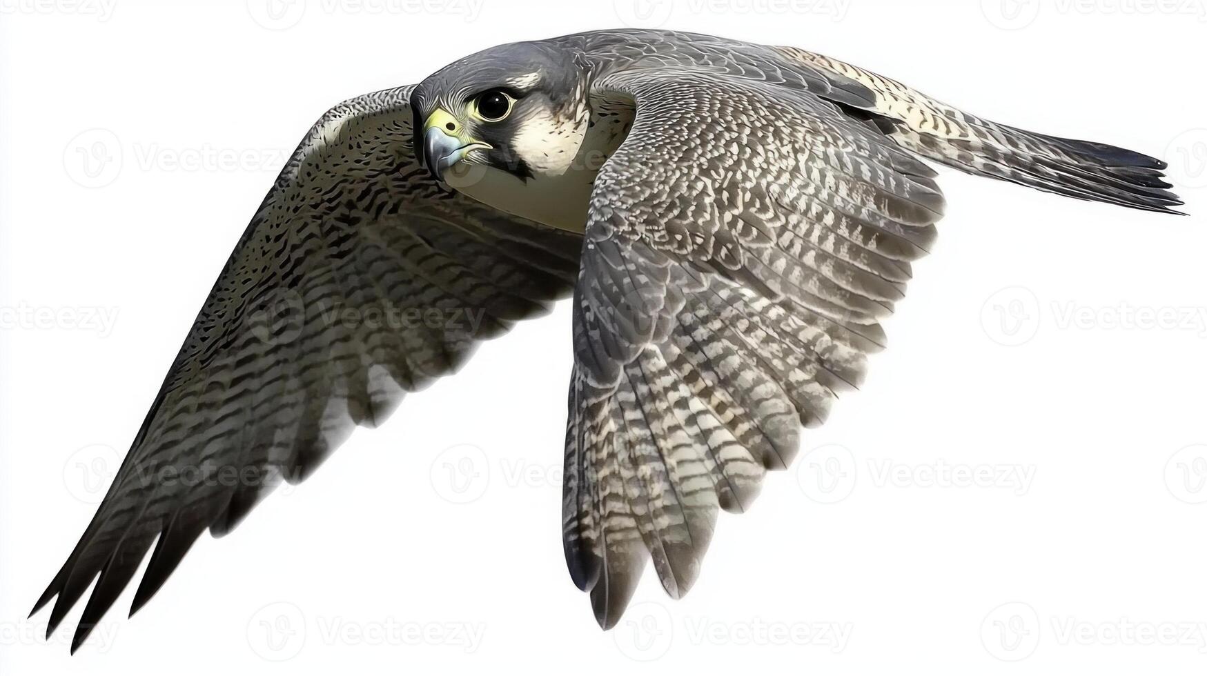 With wings elegantly tucked, a falcon accelerates through the air, embodying speed and precision against an unblemished white backdrop, a true marvel of nature. photo