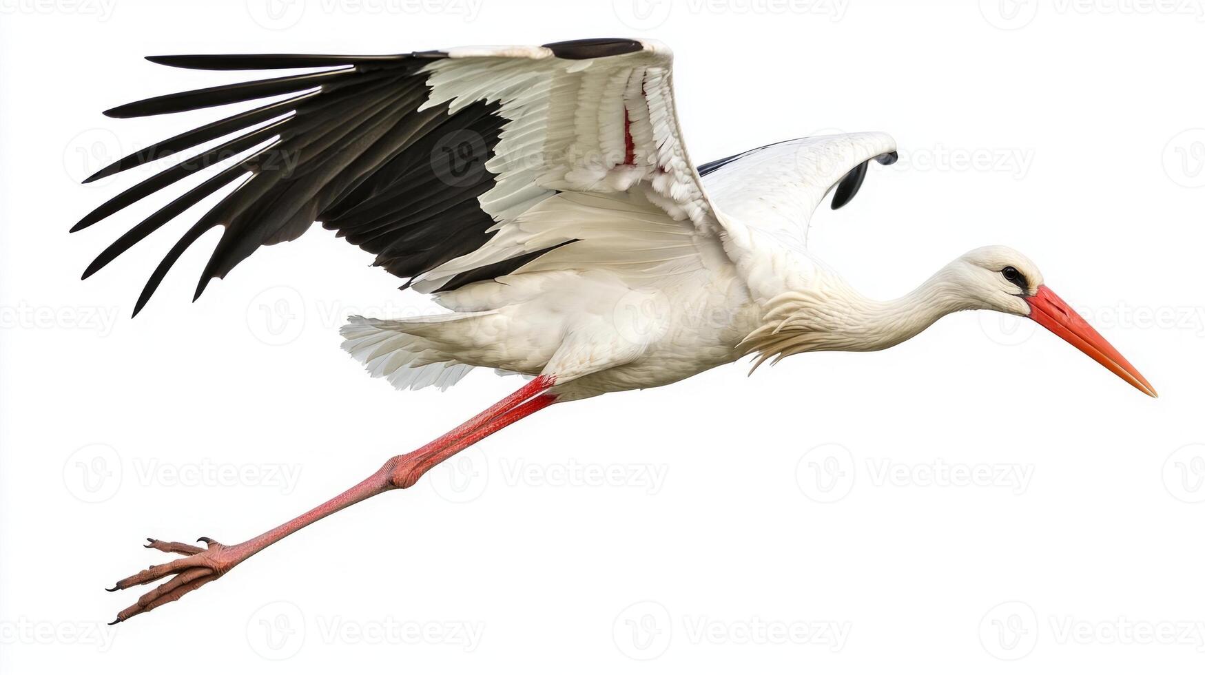 stunning white stork flies elegantly with its long legs trailing behind. Its feathers catch the light as it glides gracefully, embodying freedom and beauty in nature. photo