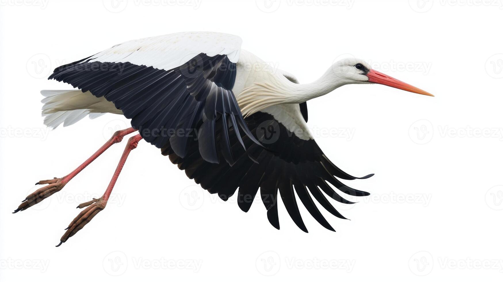 majestic white stork takes flight, showcasing its striking wingspan and long legs, embodying grace and freedom against a pure white background. photo