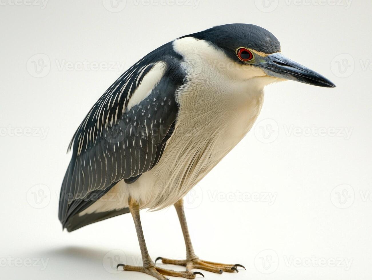 graceful black-crowned night heron exhibits its unique plumage in a tranquil pose, highlighting the contrast of its black and white feathers, with a backdrop that enhances its beauty. photo