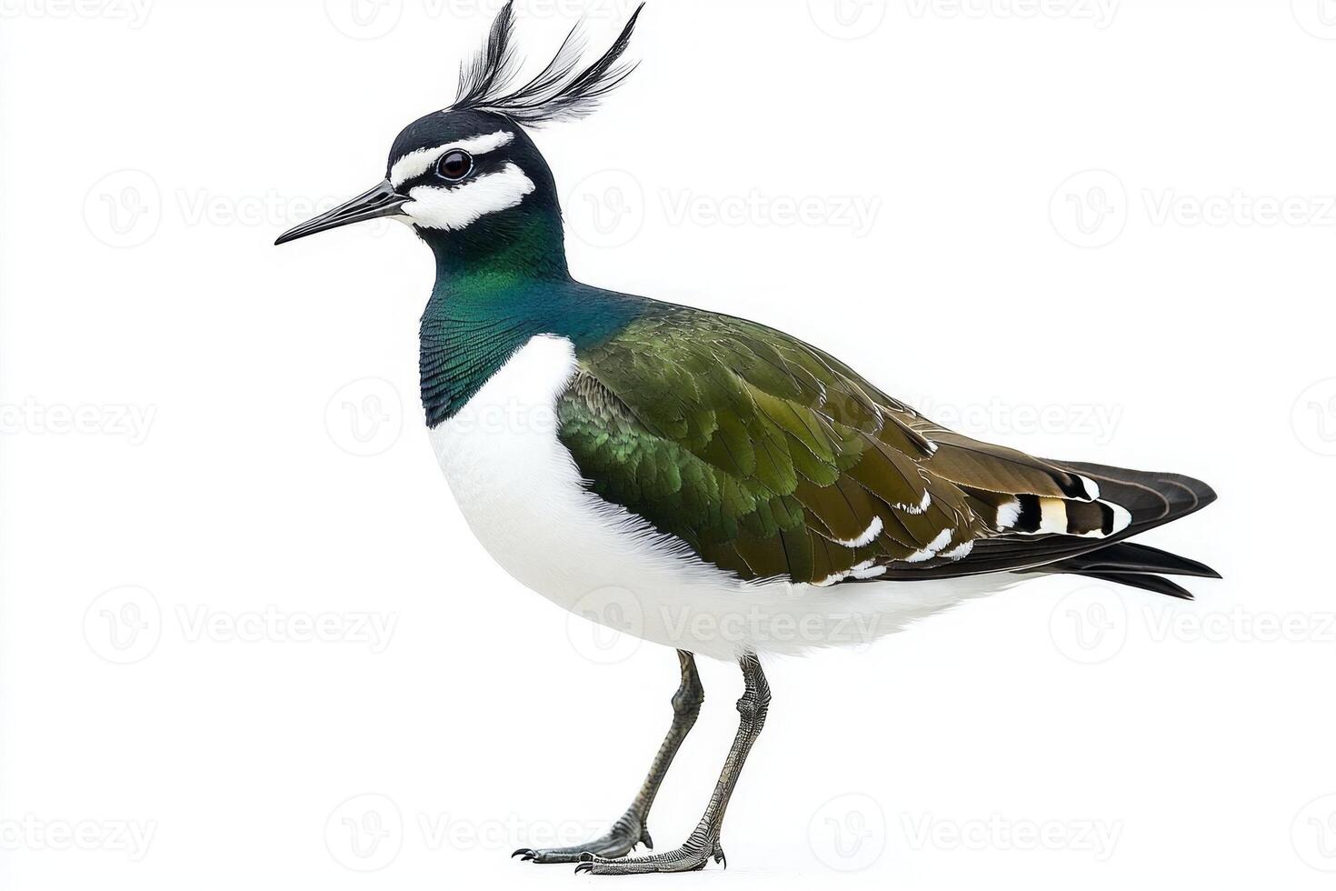 northern lapwing stands elegantly, showcasing its striking green and black plumage against a crisp white backdrop, embodying the beauty of nature. photo