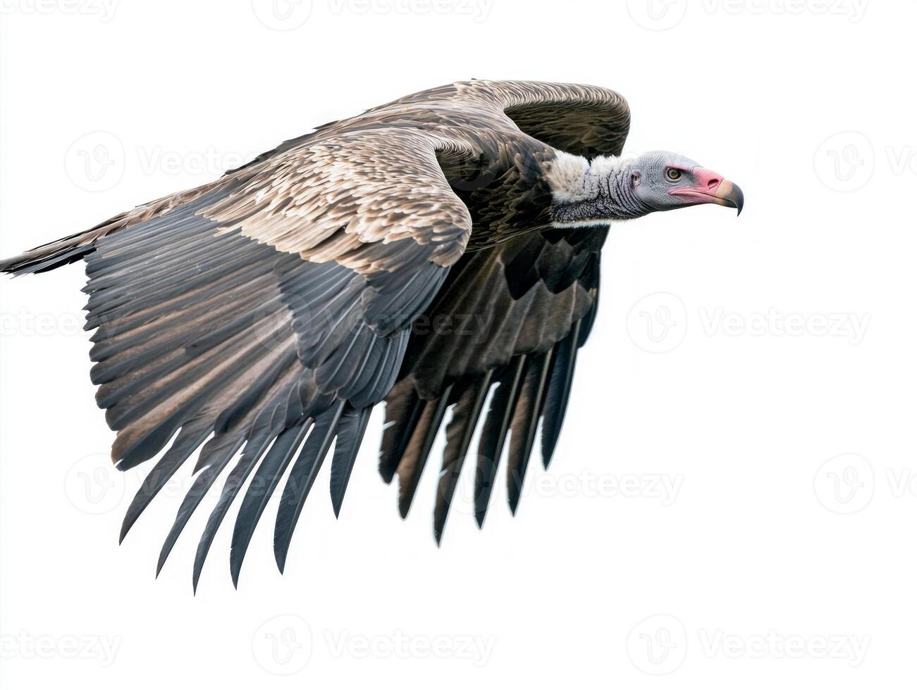 impressive vulture glides effortlessly, its broad wings unfurled, embodying freedom and power as it navigates the skies, leaving a striking impression against a white backdrop. photo