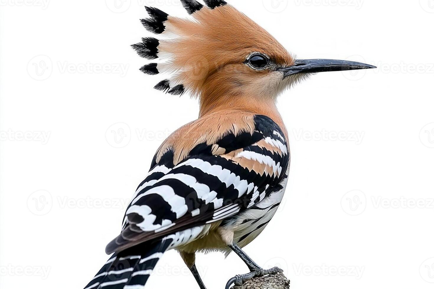 hoopoe stands proudly with its stunning crest fully fanned out against a clean white background, highlighting its striking colors and patterns in an enchanting moment of nature. photo