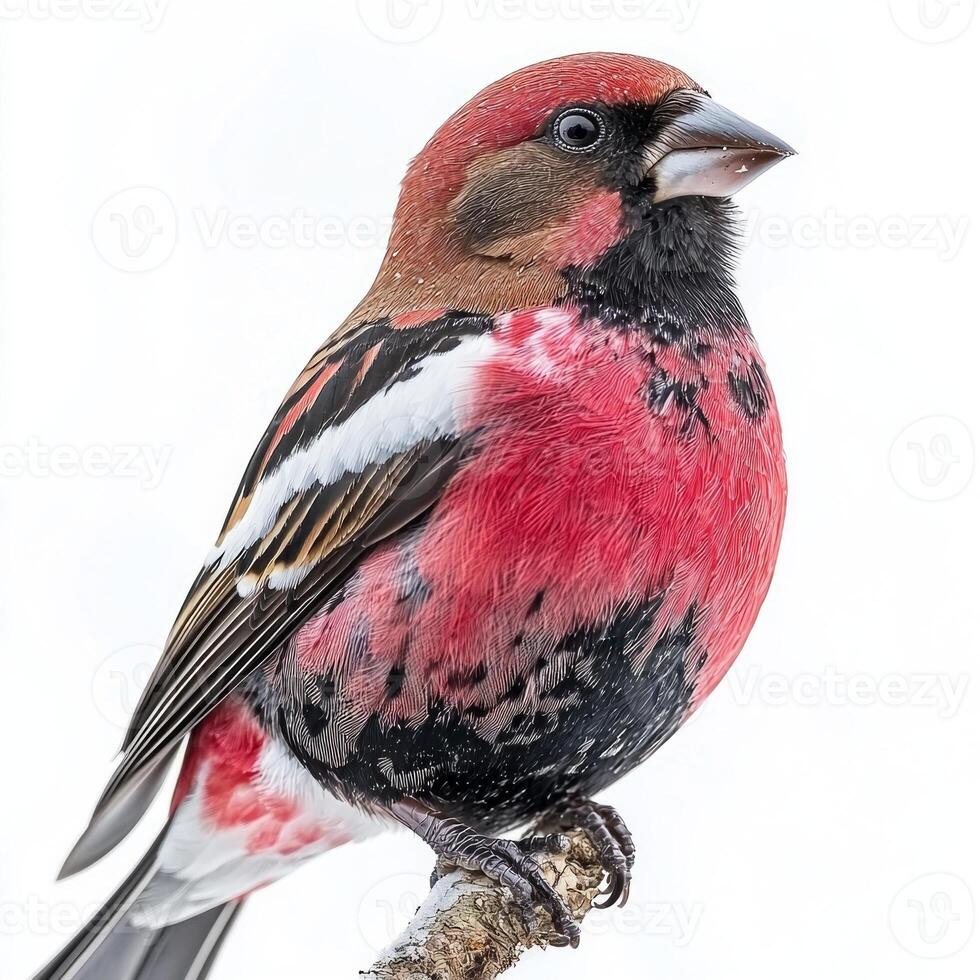 striking white-winged crossbill is perched elegantly on a branch, revealing its unique crossed bill and bold red-and-black feathers. The pristine white background accentuates its beauty. photo