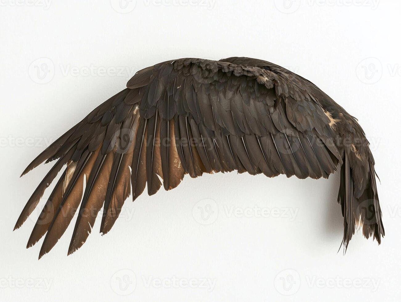 stunning purple martin soars through the air, its wings elegantly tucked, highlighting its sleek silhouette against a pure white background. This captivating moment captures the essence of flight. photo