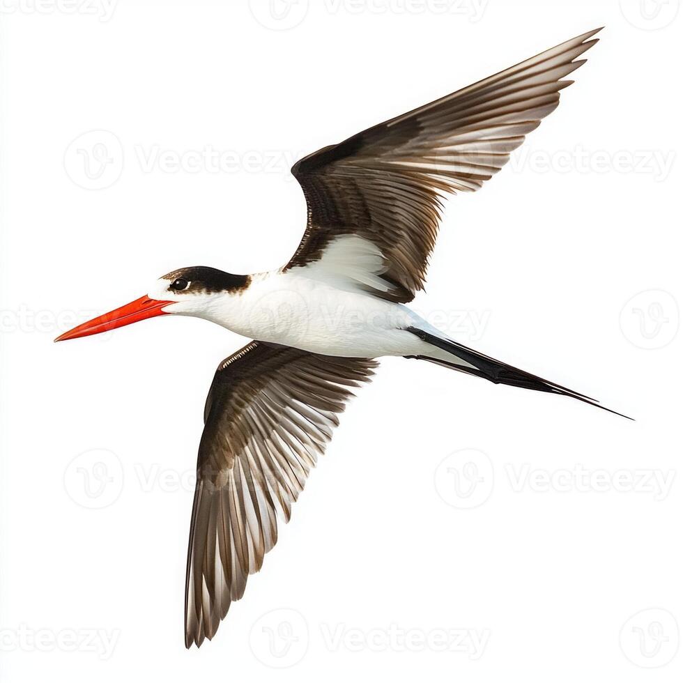 Witness the elegance of a black skimmer as it soars effortlessly through the air, showcasing its magnificent wings and striking red beak against a clear backdrop. photo