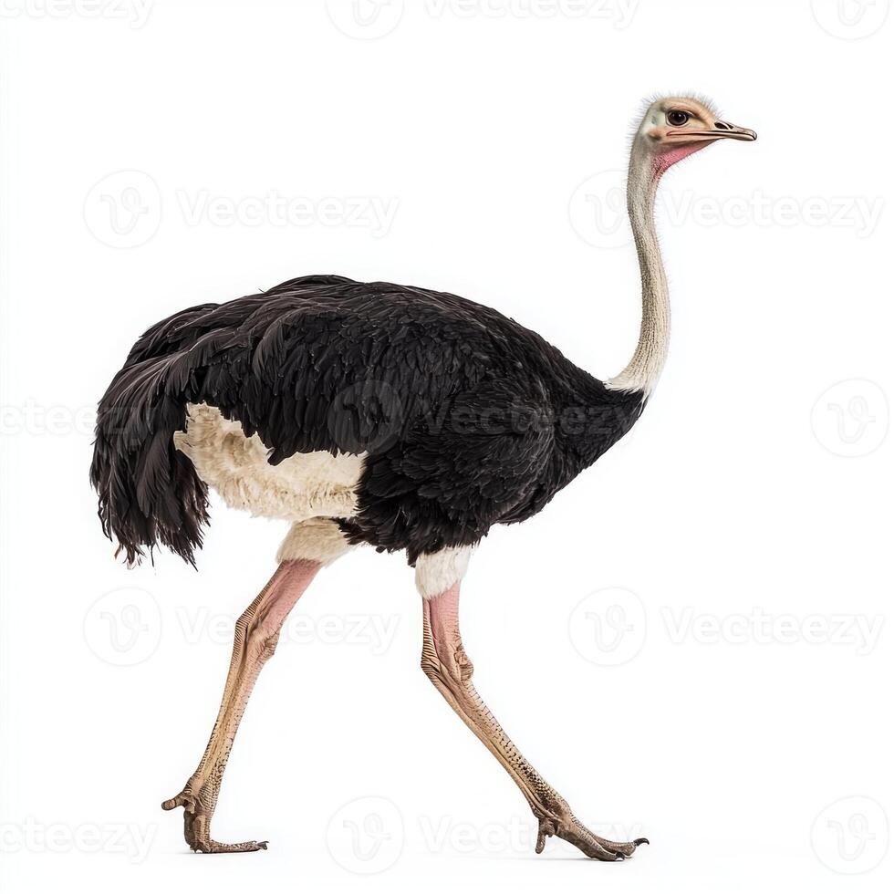 ostrich walks with poise, its long neck extending and legs in motion, embodying the elegance of this unique bird on a pristine white backdrop. photo