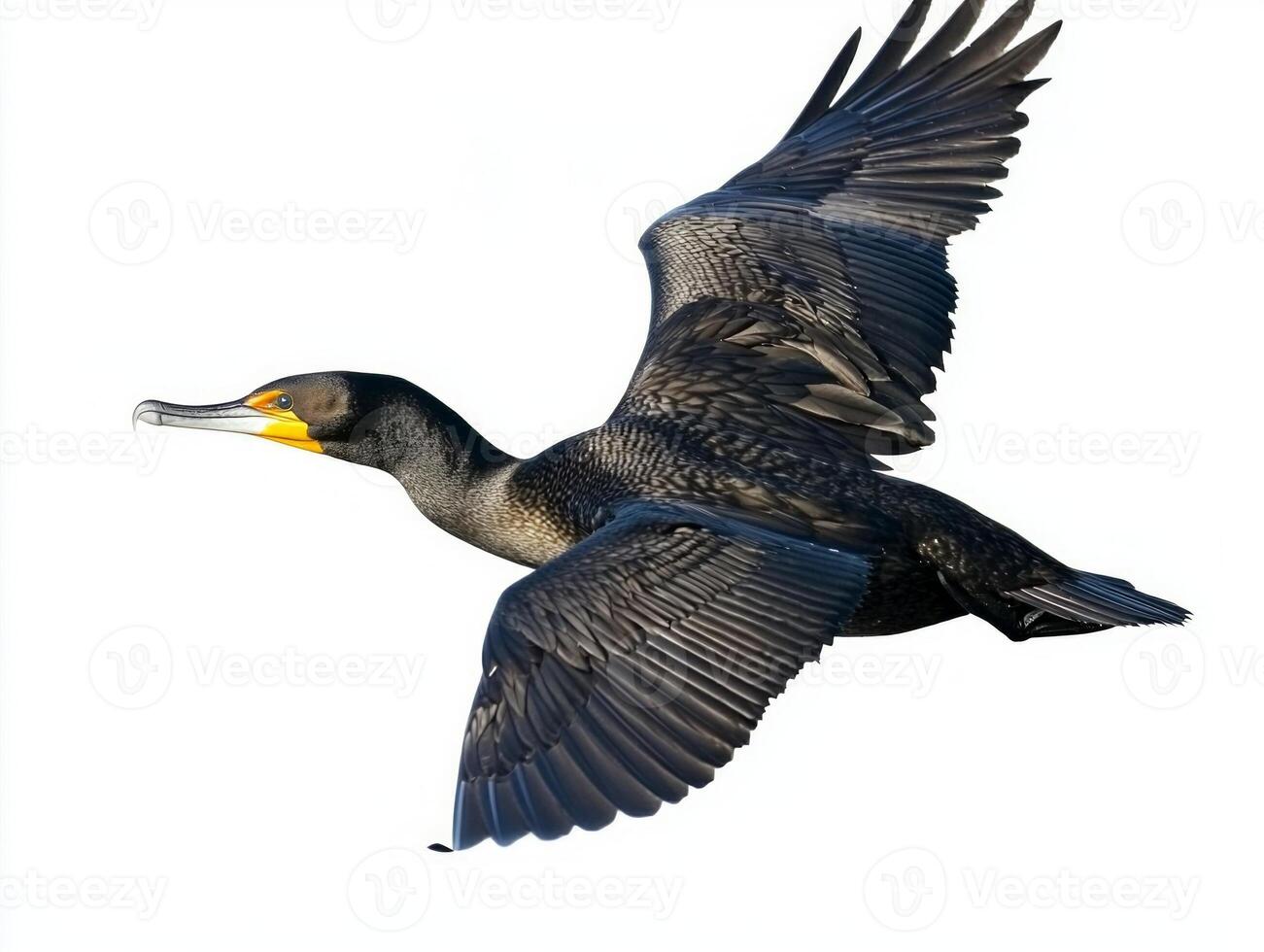 great cormorant glides through the air with outstretched wings, displaying a striking silhouette against a pristine white backdrop, celebrating the beauty of avian flight. photo