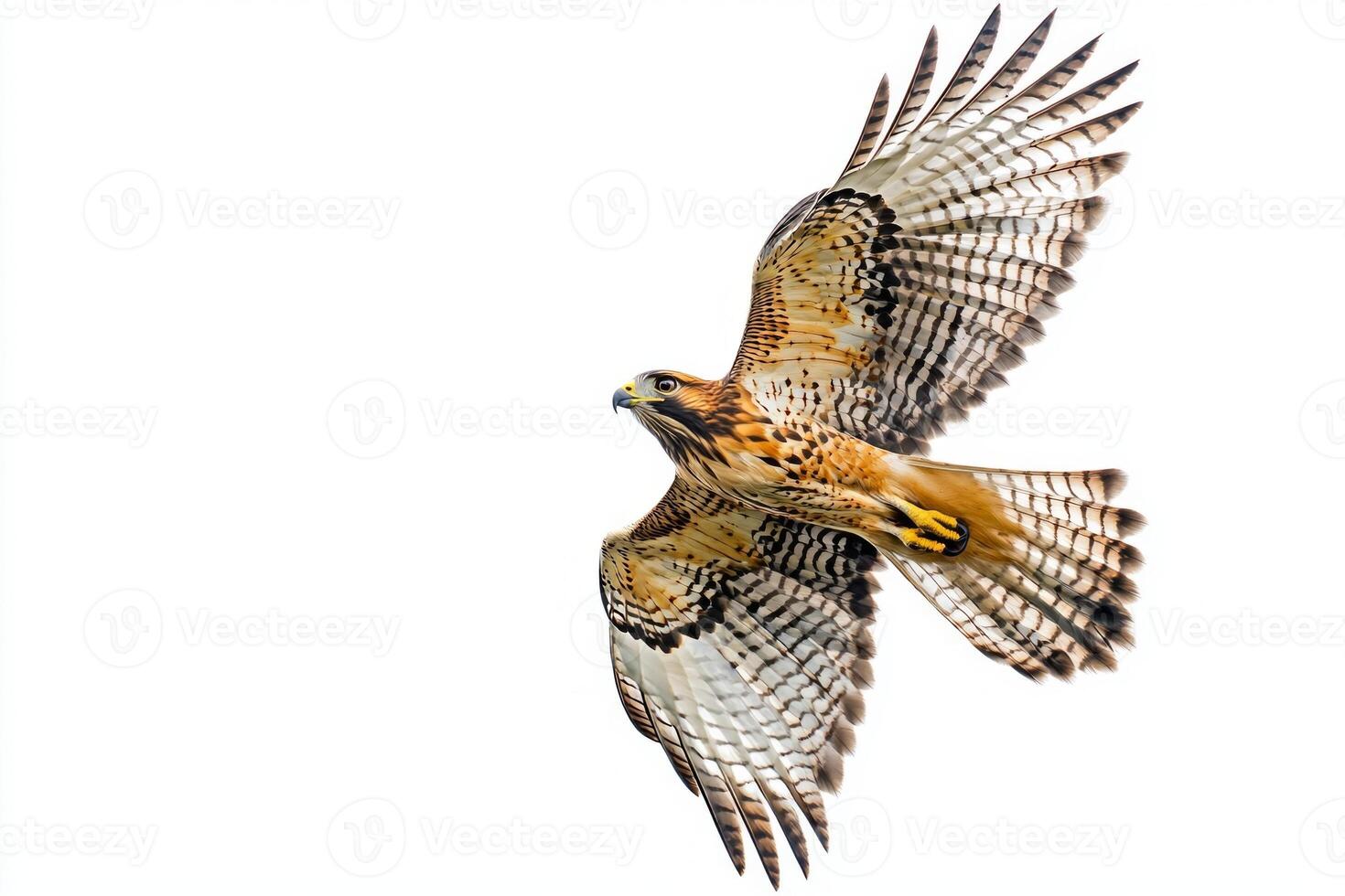 red-shouldered hawk glides effortlessly through the air, its wings fully extended, showcasing stunning feathers in a striking display of nature's beauty. photo