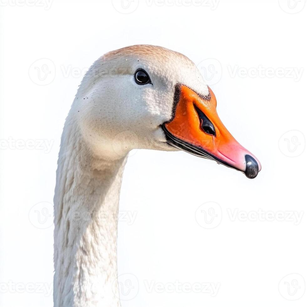 striking swan goose stands near the water, its long neck elegantly arched as it features a vivid orange beak. The serene setting highlights its natural beauty. photo
