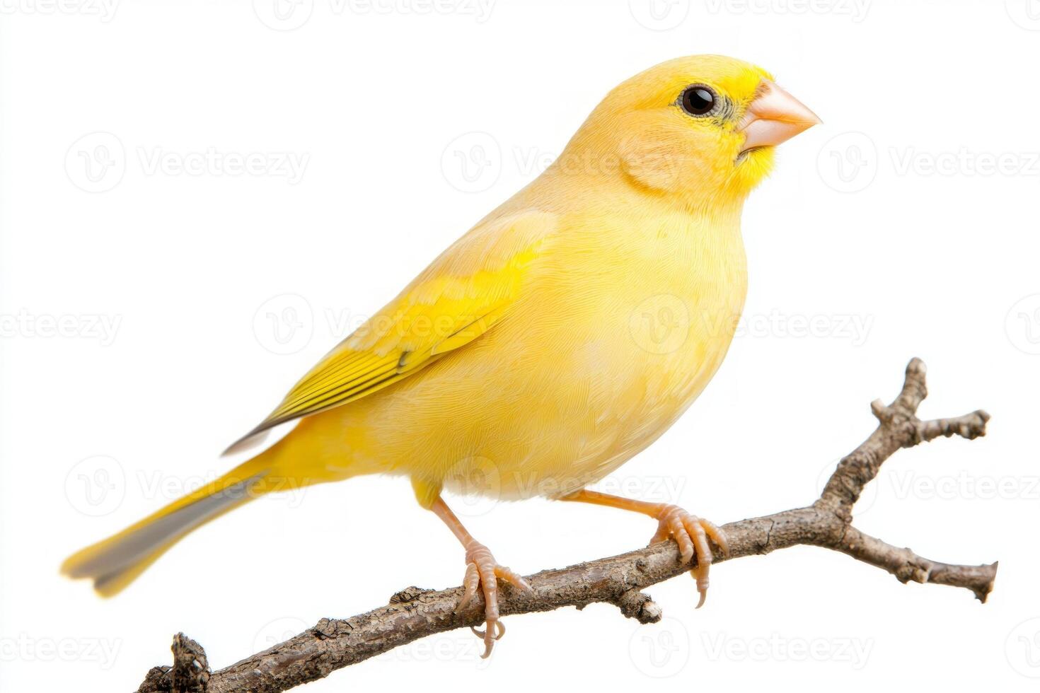 cheerful canary rests delicately on a twig, its radiant yellow feathers illuminated. The simplicity of the scene highlights the bird's beauty and charm. photo